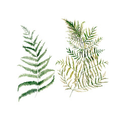 Watercolor floral set. Hand painted illustration of forest herbs, greenery. Green leaves of fern isolated on white background. Botanical illustration for design, print or background