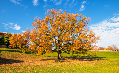 Naklejka premium Orange leaves on a sessile oak in autumn. Bright fall day with a blue sky and sparse white clouds.