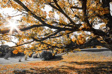 Sunburst through branches of an old tree, in black and white with orange colors isolated. Selective color.