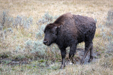 Obraz na płótnie Canvas American bison (Bison bison)