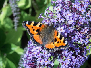Small Tortoiseshell (Aglais urticae) feeding