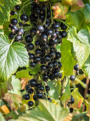 Bunch of Blackcurrants ripening in the sun