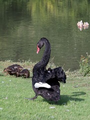 Black Swan (cygnus atratus)