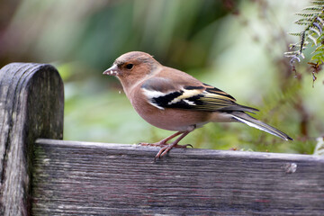 Common Chaffinch close-up