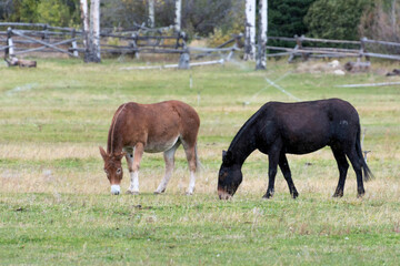Fototapeta premium Donkeys in a field in Grand Teton National Park
