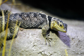 Blue Spiny lizard (Sceloporus serrifer)
