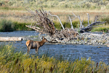 Elk or Wapiti (Cervus canadensis)