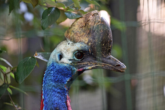 Helmkasuar im Zoo Schmiding, Krenglbach, Ober&ouml;sterreich, &Ouml;sterreich, Europa - Cassowary in Schmiding Zoo, Upper Austria, Austria, Europe