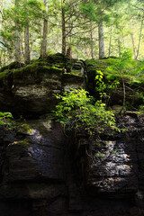 Sunlit trees and rocks near Avalanche Creek