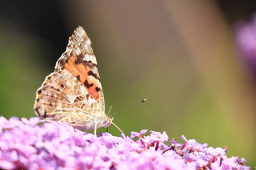 Painted Lady (Vanessa cardui) butterfly on summer lilac