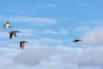 Mallards (Anas platyrhynchos) in flight