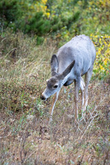 Mule Deer (Odocoileus hemionus)