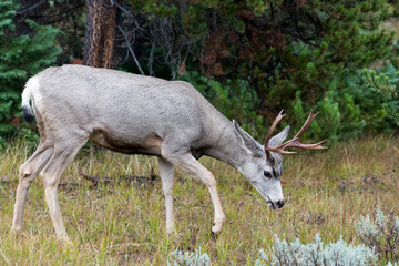 Mule Deer (Odocoileus hemionus)
