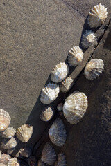 A cluster of Limpets