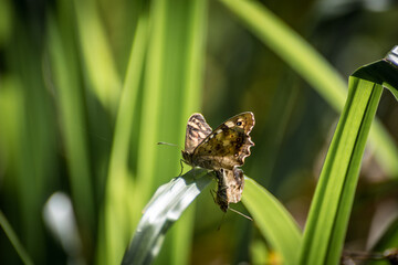 Speckled Wood Butterflys (Pararge aegeria) mating