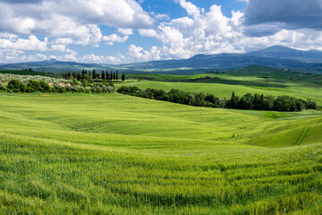 Fototapeta na wymiar Farmland in Val d'Orcia Tuscany
