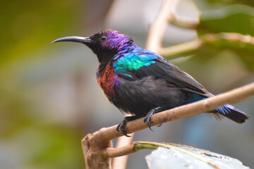 Splendid Sunbird (Cinnyris coccinigastrus) resting on a branch