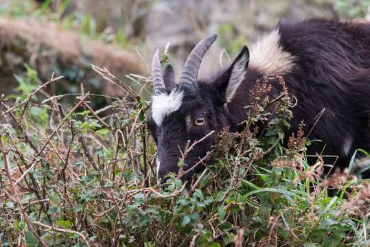 Wild Goat (Capra Aegagrus)