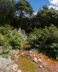 Arroyo que entra al bosque.