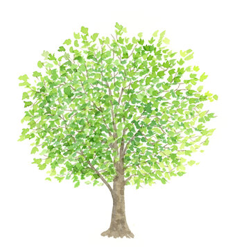 プラタナスの木 大きな木 水彩イラスト Stock イラスト Adobe Stock
