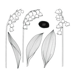 Hand drawn sketch style lily set. Flowers and leaves. Vector illustration.