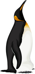 vector wild King penguin illustration