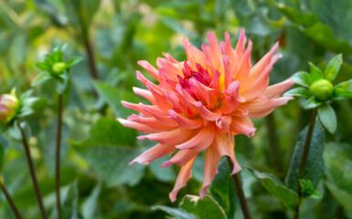 Showy and bright colorful dahlia flower close up.