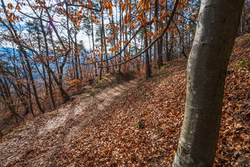The forest part of the "Three castles walk" trail in Eppan, Italy.