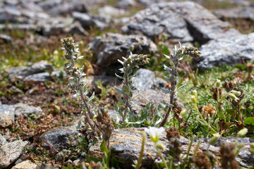 Alpine wild  flower Artemisia Genipi Weber (Artemisia Spicata) . This plant is the basis of the tonic liquor Genepi. Photo taken at an altitude of 3000 meters in Aosta valley, Italy.