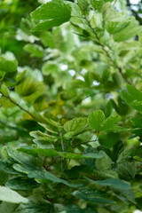 Mountain Ebony leaves texture background