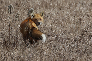 Red fox crossing field in early spring looking for food on overcast day