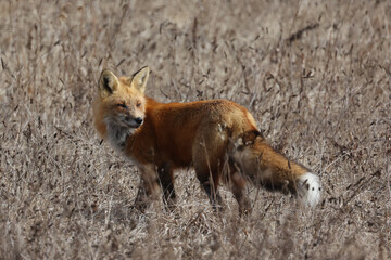 Red fox crossing field in early spring looking for food on overcast day