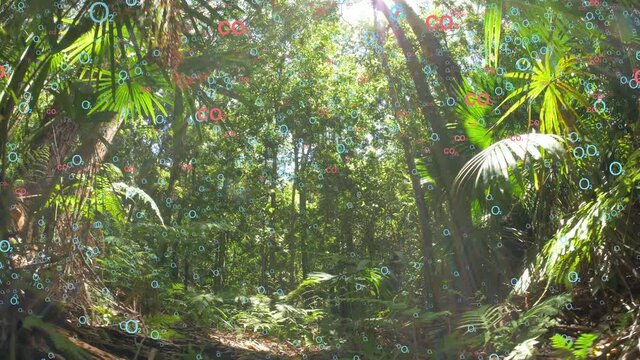 Rain forest plants producing oxygen O2 from carbon dioxide CO2 photosynthesis