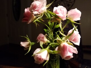 Lovely Pink Cecil Brunner Miniature Roses