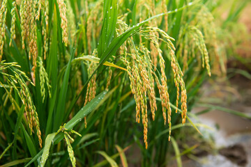 Rice field on rice paddy green color lush growing is a agriculture