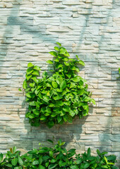 Devil s ivy decorated on wall