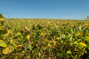 Fototapeta na wymiar soybean plantation on a sunny day in Brazil