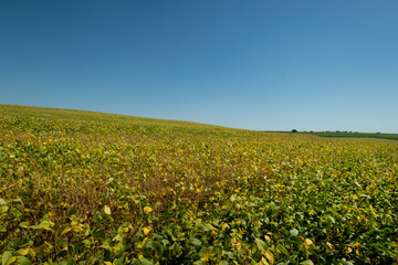 Fototapeta na wymiar soybean plantation on a sunny day in Brazil