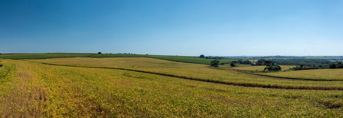 view of soybean plantation on a sunny day in Brazil