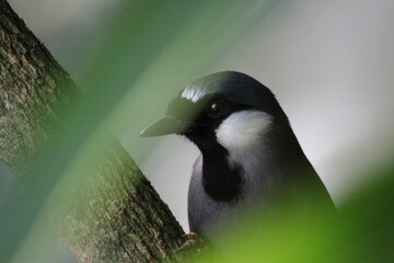 black capped kingfisher