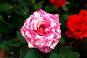 pink splatter rose in garden