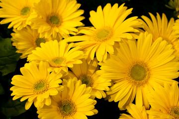 yellow daisies flowers