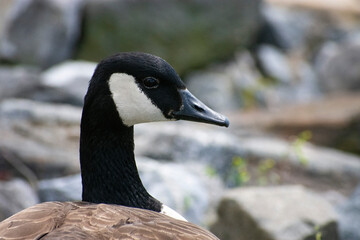 canadian goose portrait