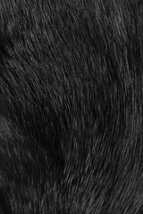 black background in cat fur texture