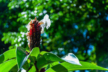 Cheilocostus speciosus or Crepe Ginger Flower, Road to Hana, Maui, Hawaii