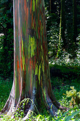 Eucalyptus Deglupta or Rainbow Tree in Maui, Hawaii