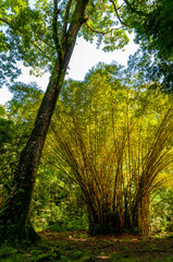 Fototapeta premium Strange Vegetation on the Road to Hana, Maui, Hawaii
