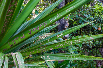Peoples Names Carved into Aloe Vegetation on the Road to Hana, Maui, Hawaii