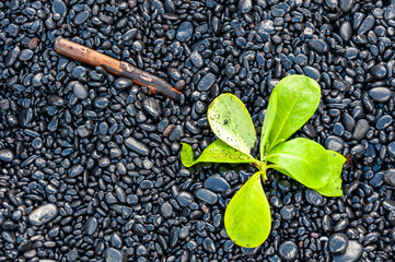 Black Sand Beach and Tropical Coastline along the Road to Hana, Maui, Hawaii