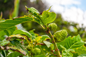 Strange Vegetation on the Road to Hana, Maui, Hawaii